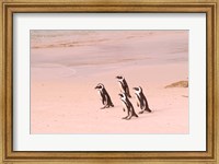 Framed Jackass Penguins at the Boulders, near Simons Town, South Africa