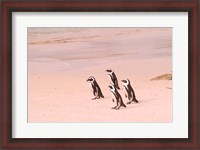 Framed Jackass Penguins at the Boulders, near Simons Town, South Africa