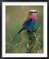 Framed Lilac Breasted Roller, Masai Mara, Kenya