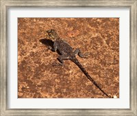 Framed Malawi; Zomba; Brown lizard, Zomba Mountain Lodge