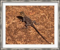 Framed Malawi; Zomba; Brown lizard, Zomba Mountain Lodge