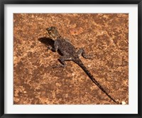 Framed Malawi; Zomba; Brown lizard, Zomba Mountain Lodge