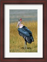 Framed Marabou Stork, Kenya