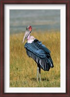 Framed Marabou Stork, Kenya