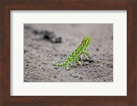 Framed Jackson's Chameleon lizard, Maasai Mara Kenya