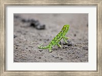 Framed Jackson's Chameleon lizard, Maasai Mara Kenya