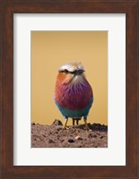 Framed Lilac-breasted Roller bird, Maasai Mara, Kenya