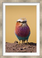 Framed Lilac-breasted Roller bird, Maasai Mara, Kenya