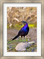 Framed Longtailed Glossy Starling bird, Maasai Mara Kenya