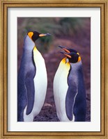 Framed King Penguins, South Georgia Island, Antarctica