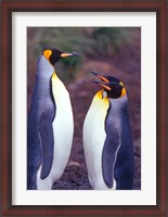 Framed King Penguins, South Georgia Island, Antarctica