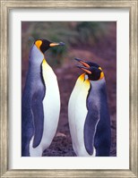 Framed King Penguins, South Georgia Island, Antarctica