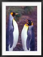 Framed King Penguins, South Georgia Island, Antarctica