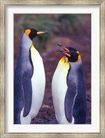 Framed King Penguins, South Georgia Island, Antarctica