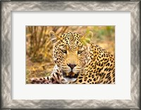 Framed Leopard Profile at Africat Project, Namibia