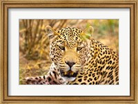 Framed Leopard Profile at Africat Project, Namibia