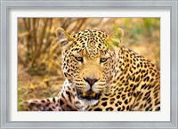 Framed Leopard Profile at Africat Project, Namibia