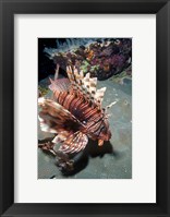 Framed Lionfish at Daedalus Reef