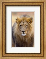 Framed Male Lion at Africat Project, Namibia