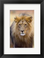 Framed Male Lion at Africat Project, Namibia