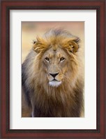 Framed Male Lion at Africat Project, Namibia