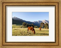 Framed Horse herd grazing, Arkwasiye, Highlands of Ethiopia