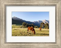 Framed Horse herd grazing, Arkwasiye, Highlands of Ethiopia