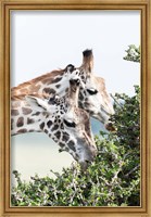 Framed Maasai Giraffe, Maasai Mara Game Reserve, Kenya