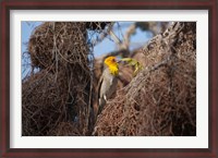 Framed Madagascar, Ifaty, Sakalava Weaver bird
