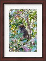 Framed Madagascar, Perinet, Eastern Grey Bamboo Lemur
