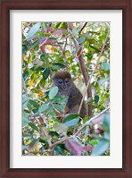 Framed Madagascar, Perinet, Eastern Grey Bamboo Lemur