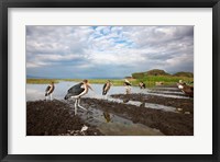 Framed Marabou Storks, fish market in Awasa, Ethiopia