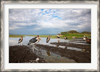 Framed Marabou Storks, fish market in Awasa, Ethiopia