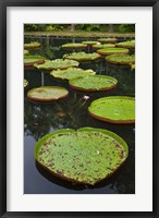 Framed Mauritius, Botanical Garden, Giant Water Lily flowers