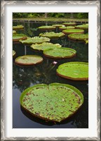 Framed Mauritius, Botanical Garden, Giant Water Lily flowers
