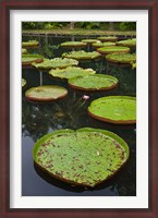 Framed Mauritius, Botanical Garden, Giant Water Lily flowers