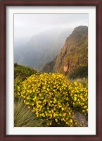 Framed Yellow flowers, Semien Mountains National Park, Ethiopia