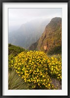 Framed Yellow flowers, Semien Mountains National Park, Ethiopia