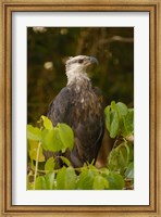 Framed Madagascar fish eagle, Ankarafantsika Nature Reserve