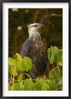 Framed Madagascar fish eagle, Ankarafantsika Nature Reserve