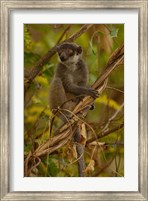 Framed Mongoose lemur wildlife, Ankarafantsika, MADAGASCAR