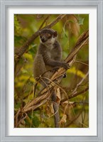 Framed Mongoose lemur wildlife, Ankarafantsika, MADAGASCAR