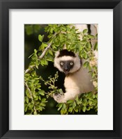 Framed Madagascar. Verreaux's sifaka hanging in tree.