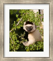 Framed Madagascar. Verreaux's sifaka hanging in tree.