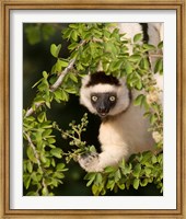 Framed Madagascar. Verreaux's sifaka hanging in tree.