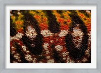 Framed Jewel chameleon skin, lizard, MADAGASCAR