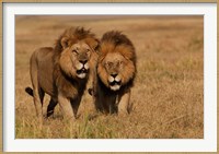 Framed Lions, Duba Pride Males, Duba Plains, Okavango Delta, Botswana
