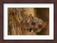 Framed Milne-Edwards sifaka primate, Ankarafantsika, Madagascar