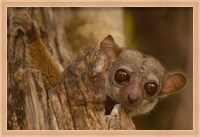 Framed Milne-Edwards sifaka primate, Ankarafantsika, Madagascar
