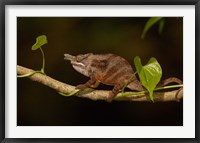 Framed Lesser chameleon lizard, crop fields. MADAGASCAR